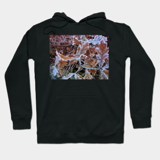 Oak leaves in frost Hoodie